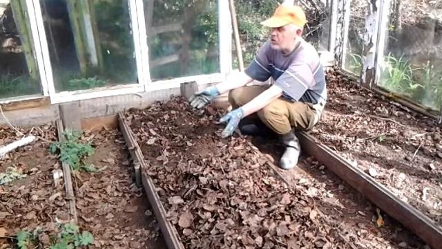 Как я использую опавшие листья (опад) вместо удобрения.