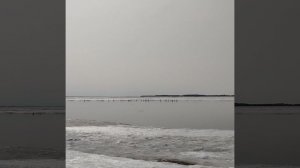 На р. Амур прилетели Бакланы