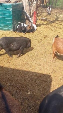 Две камерунские сестрицы 🐐