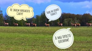 Артём устроил нам олений тур! Увидели оленей на всю жизнь вперёд, встретили милых котиков и кедровку