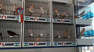 2023.07.29 Ташкентский птичий рынок цветных канареек. Toshkent qush bozori kanareykalar.