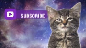 Песня "Мяу мяу", исполняют два котенка 1 Hour version