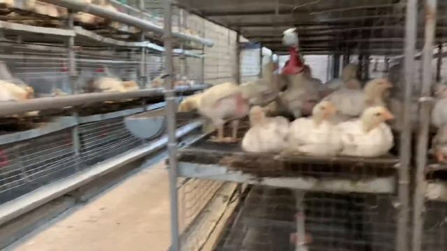 500 бройлеров на даче: реальный доход или пустая трата времени? Личный опыт смотреть онлайн