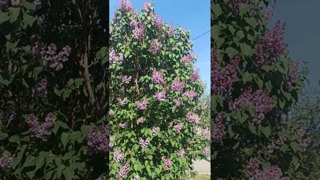 Красавица сирень.
