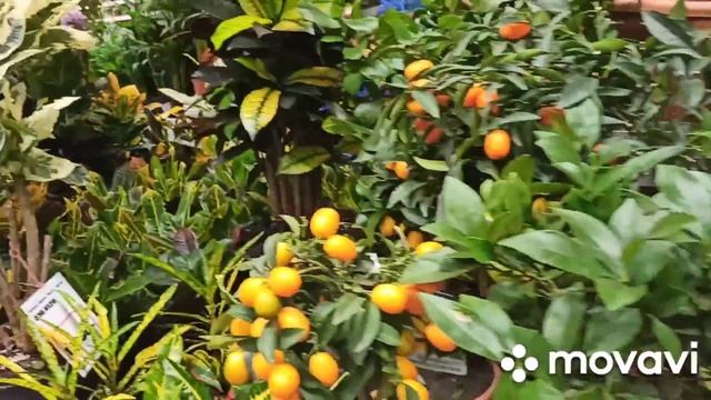 Весеннее настроение 🌷 🌷🌷 Поехала садовый центр 🌵🌱