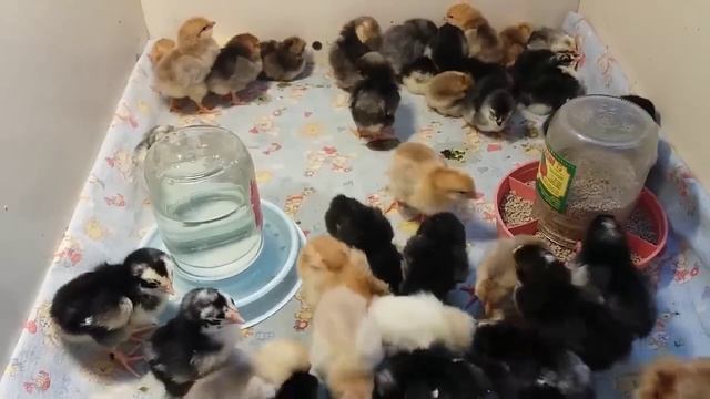 Все что нужно знать о кормление цыплят в первые 10 дней. смотреть онлайн