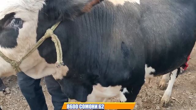 МОЛБОЗОРИ ШАХРИНАВ НАРХИ БУКААА 3.9.2020 панҷшанбе бозор бозори дехкон