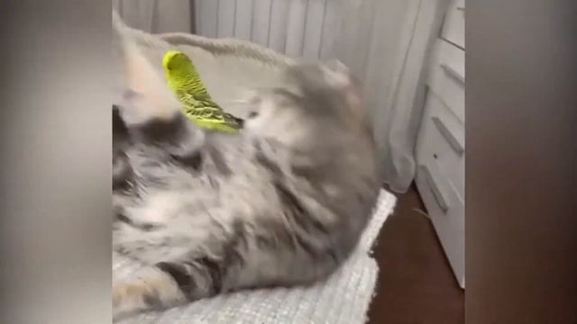 Прикольные Котики. смотреть онлайн