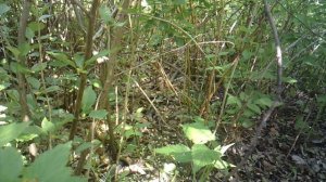 Автоматический полив нашей малины (капельный, струйный)