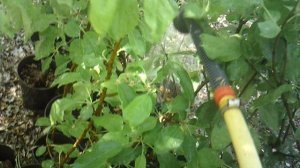 Послушание родителям: полив саженцев ЗКС