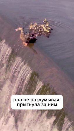 Смелая мама-утка! #shorts