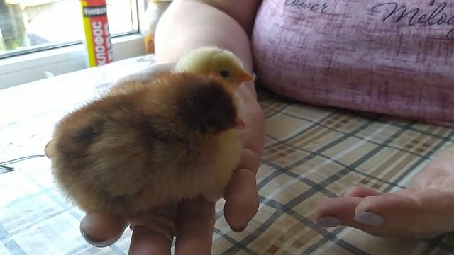 Запоминайте как можно отличить петушка от курочки в суточном возрасте.