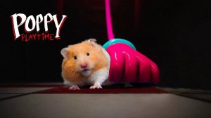ХОМЯК ПРОХОДИТ СЕКРЕТНЫЙ ЛАБИРИНТ! Сюрприз в конце! Мультики для детей