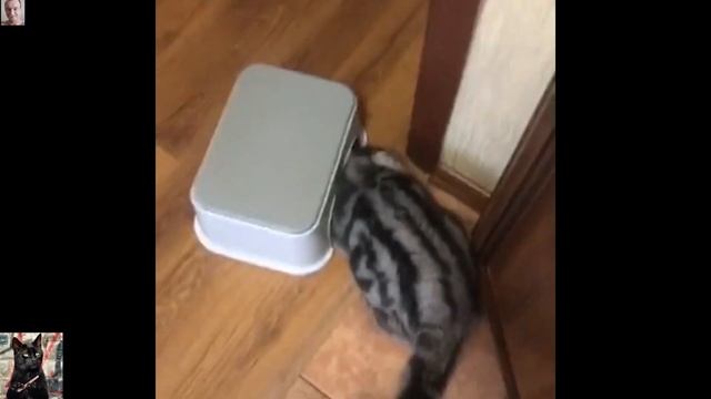 Самое смешное видео. Приколы. смотреть онлайн