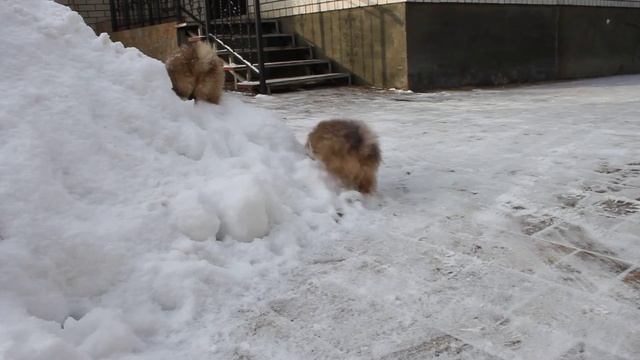 Елизавета и Ева смотреть онлайн