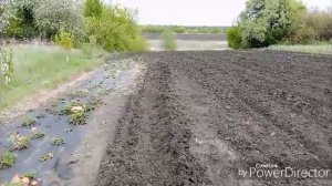 Сажаю картофель.