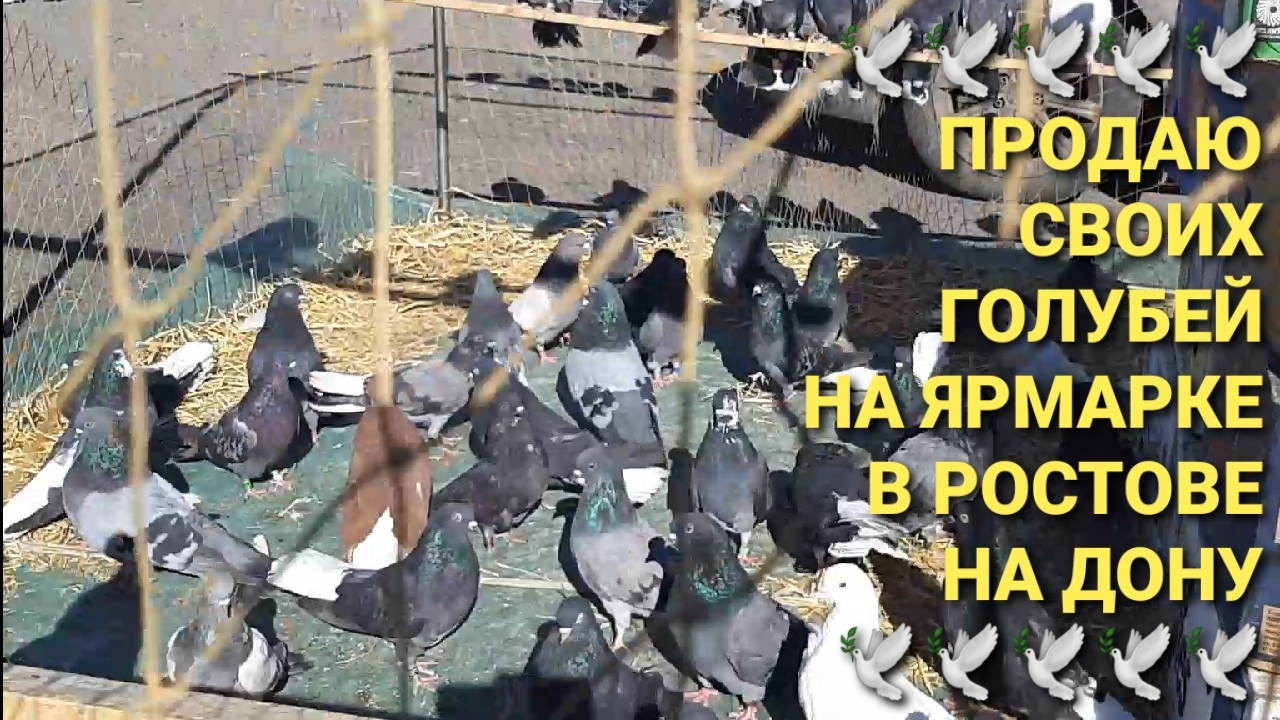 🕊🕊🕊 Продаю своих голубей на ярмарке в Ростове  на Дону. Pigeons Fair. Bird Market.