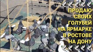 🕊🕊🕊 Продаю своих голубей на ярмарке в Ростове  на Дону. Pigeons Fair. Bird Market.