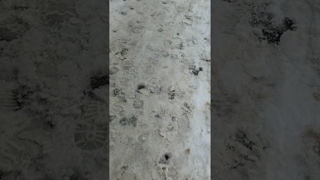 12 марта 2025 г., 13:33:41
ул. Полины Осипенко
VID_20250312_133210514