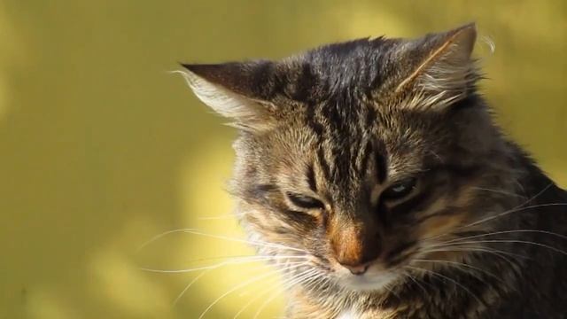 ДУРНІ КОТИ - ЗВІДКИ МЕМ? смотреть онлайн