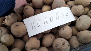 Семенной картофель: Колобок, Ред Скарлет.