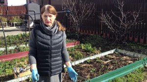 Чеснок под мульчой растёт несмотря на ночные заморозки.