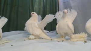 Статные голуби заводчика В.И.Масленникова 2015г ч.1