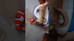Джесси 🐶 в гостях у Сони 😻
