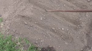 Сею морковь