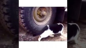 Прикол! жесть! Смерть! +100500
