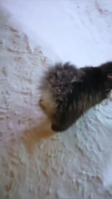 Вот такой худющий сибирячок выживает на улице смотреть онлайн