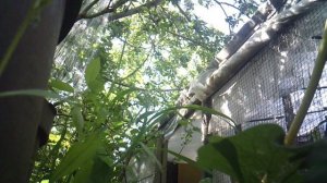 Помощь родителям: полив дождеванием саженцев ЗКС (вид с земли)