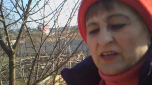 10. 3. 17г.  Ранняя посадка Лука, Салата, Петрушки!!!   (АРХИВНОЕ ВИДЕО).  Мой ЖУЧОК со мною!!!