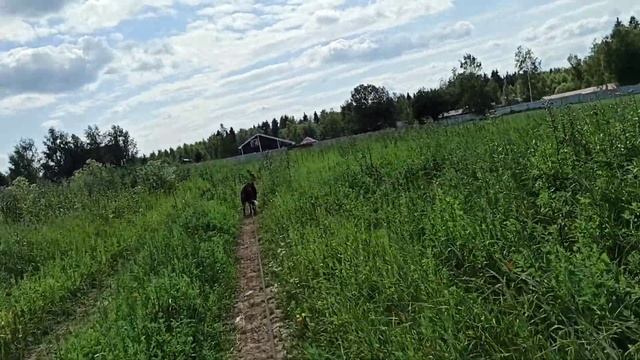 Идём с Диком домой лето жара часть 5. 8.07.23