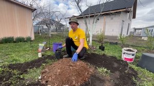 Посадка голубики.Два способа.