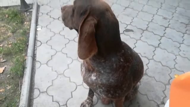 Воспоминания о лете🏖️🌞. Прикольная собака Чара на турбазе ТРИ МЕДВЕДЯ 🐶🐩🐕 смотреть онлайн