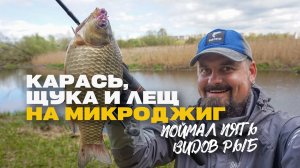 Карась Щука Лещ и Другие на Спиннинг Микроджиг Поймал Пять Видов Рыб за Одну Рыбалку