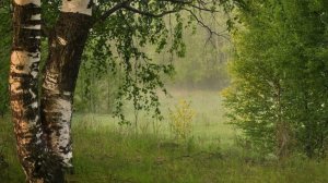 БЕРЕЗОВЫЙ СОК 2. Соло под минусовку ВИА Песняры + бэк вокал ВИА Песняры.07.02.2025.