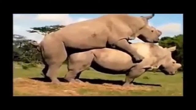 Камасутра по собачьи