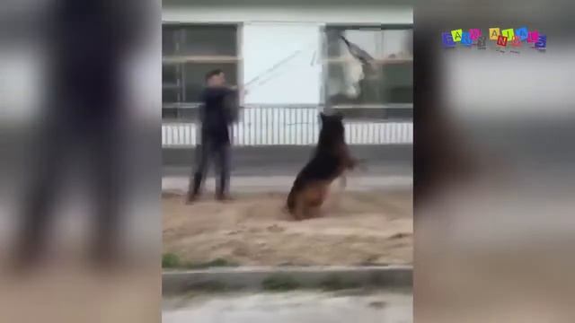 Приколы про собак. Хочешь сыр? смотреть онлайн