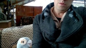 Голуби Германа Титова т. 89184634287.