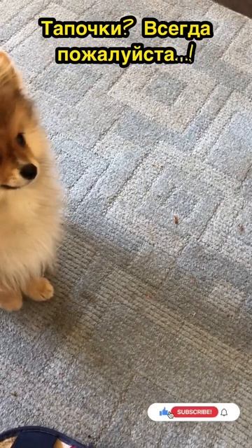 Шпиц Тортик зарабатывает лакомство…/ Spitz Cake earns a treat ... Spitz said  Сказали Шпиц смотреть онлайн