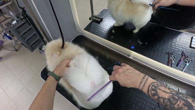 Салонный груминг шпица глазами грумера  Shpitz ASMR petgrooming
