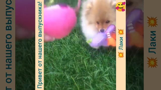 Привет от нашего выпускника Лаки!!!! 🥰💕