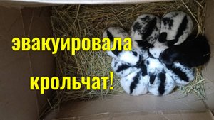 Срочно эвакуирую крольчат из гнезда от двух крольчих!