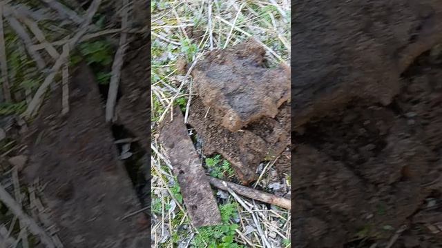 #металлокоп Когда коп пошел не по плану смотреть онлайн