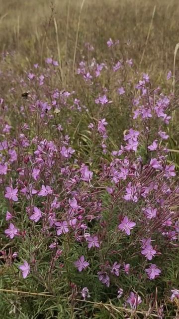 #shorts #кмв #бештау смотреть онлайн