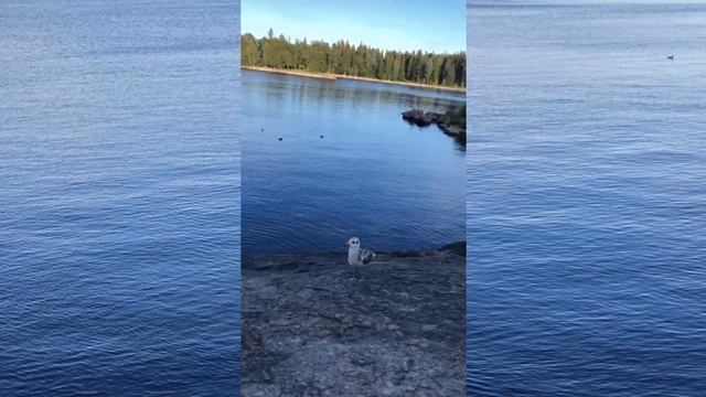 Экомаршрут по парку Монрепо смотреть онлайн