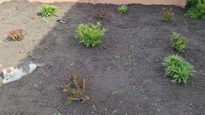 Работы много, прополола в палисаднике, посеяла цинию и астру.Жизнь в Деревне.