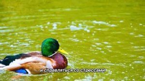 "Наслаждения". 23 мая. Мелоди Битти. Ежедневник для созависимых.